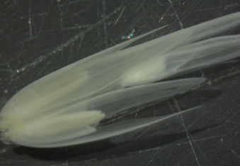 rye flower with a stereo microscope grain inspection rye flower with a stereo microscope grain inspection