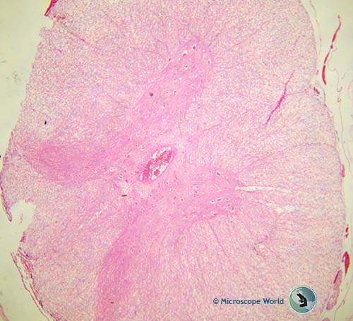 rabbit spinal cord 40x magnification rabbit spinal cord 40x magnification