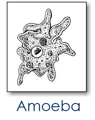 Amoeba under the microscope.