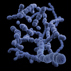 Bacteria under the Microscope Bacteria under the Microscope