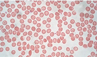 blood cells