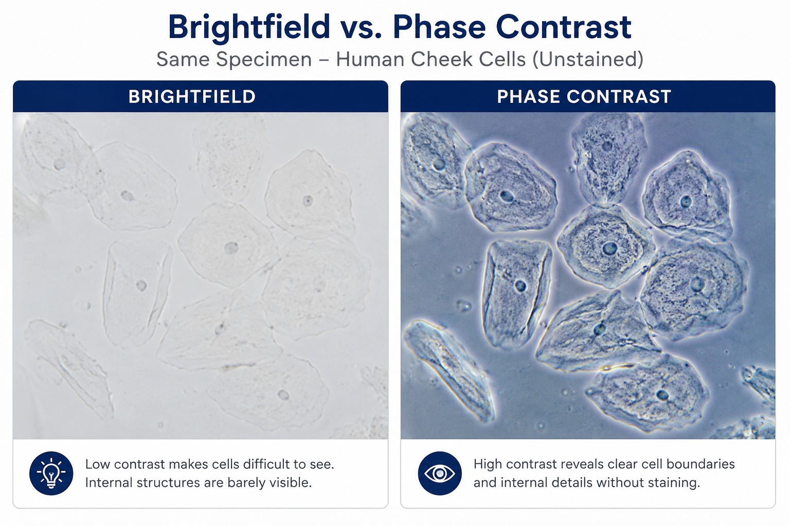 brightfield vs. phase contrast