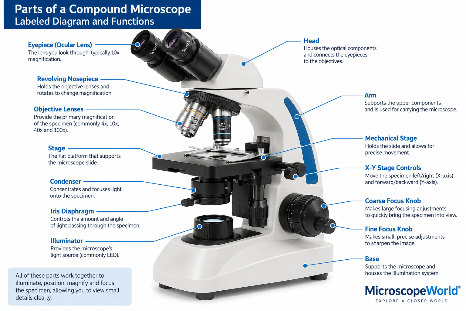 compound microscope parts and function diagram