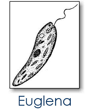 Euglena under the microscope