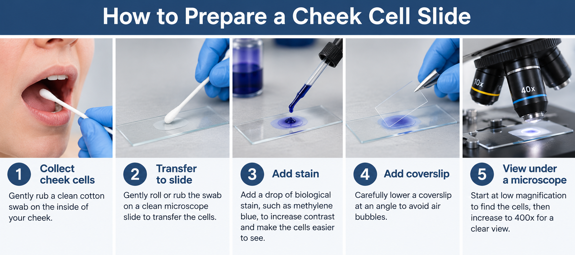 How to prepare cheek cells for viewing under a microscope