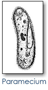 Paramecium