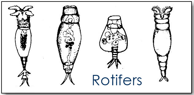 Rotifers under the microscope