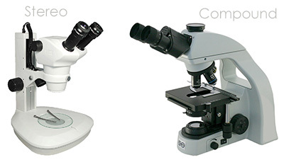 Stereo Microscope versus Compound Microscope Stereo Microscope versus Compound Microscope